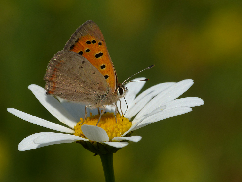 Kleiner Feuerfalter ( Lycaena phlaeas )