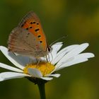 Kleiner Feuerfalter ( Lycaena phlaeas )