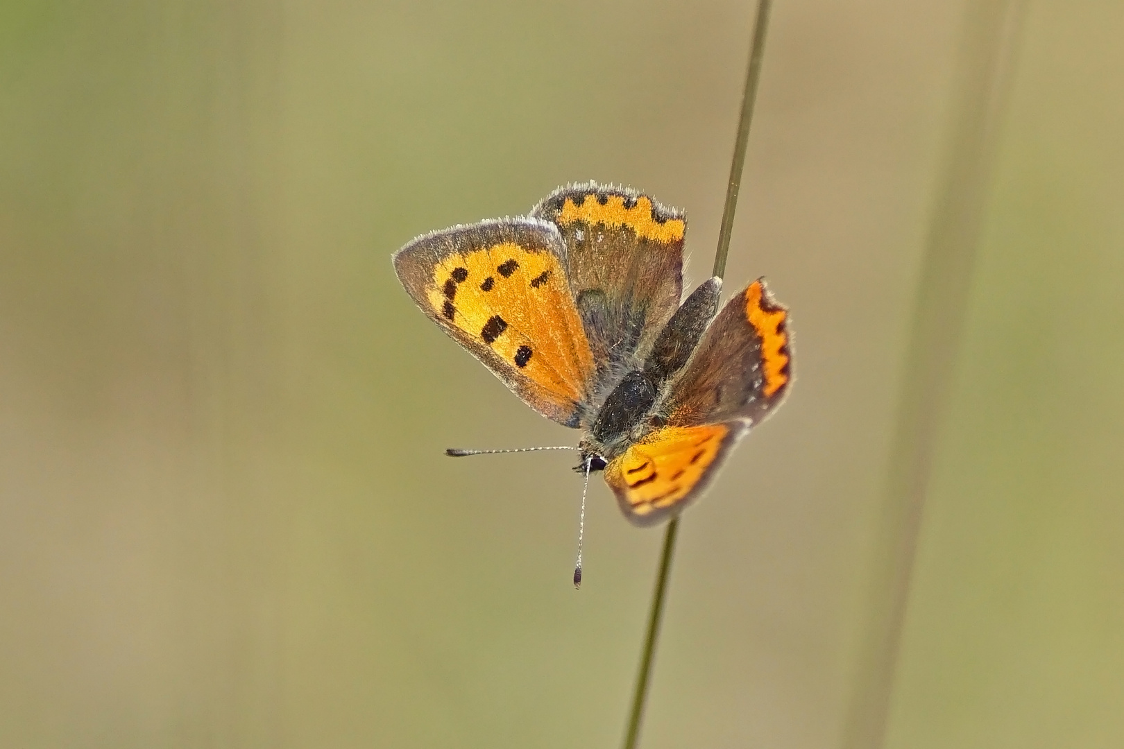 Kleiner Feuerfalter (Lycaena phlaeas)