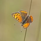 Kleiner Feuerfalter (Lycaena phlaeas)