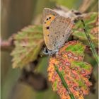 kleiner feuerfalter (Lycaena phlaeas)....