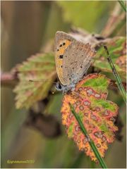 kleiner feuerfalter (Lycaena phlaeas)....