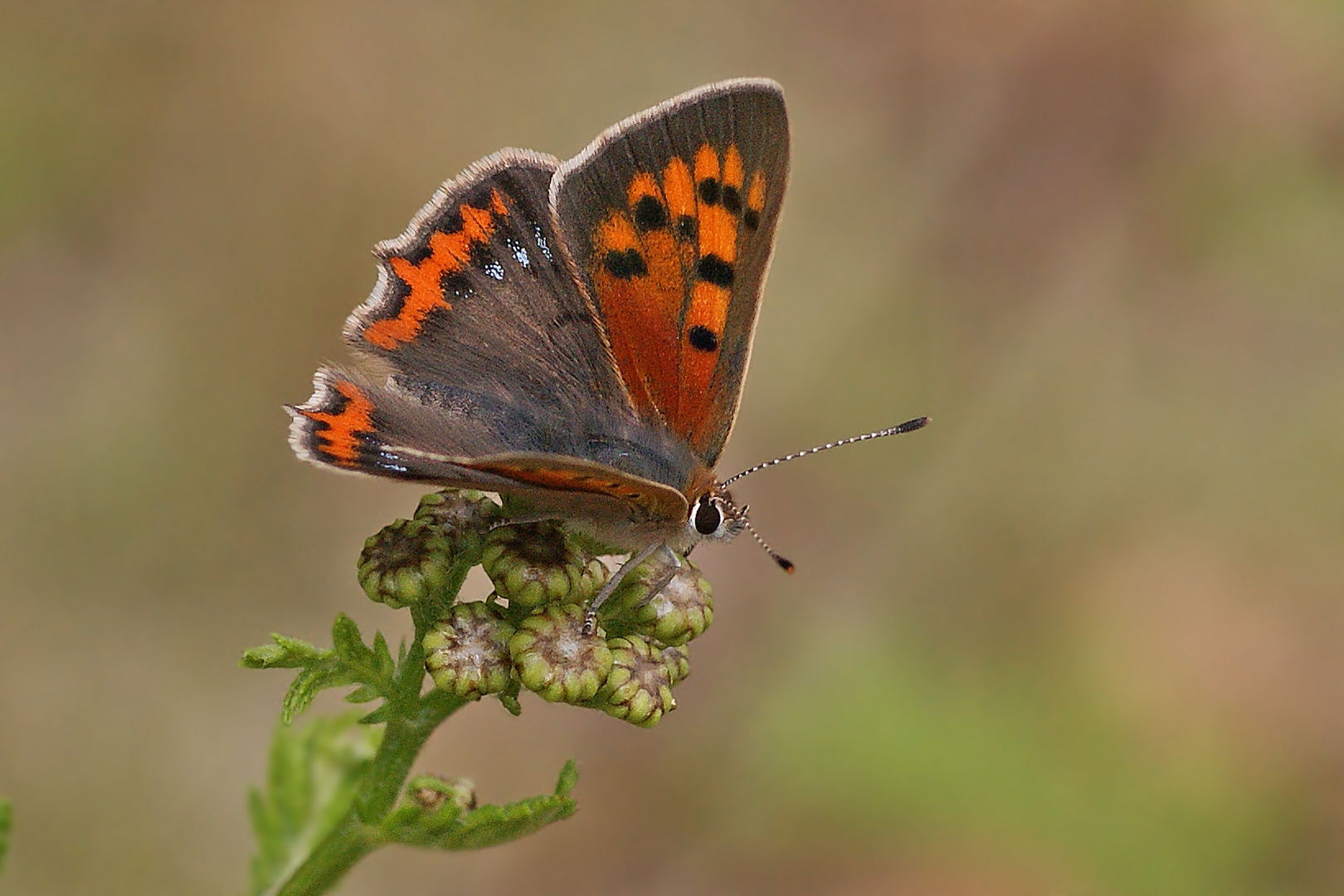 Kleiner Feuerfalter (Lycaena phlaeas)