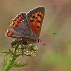 Kleiner Feuerfalter (Lycaena phlaeas)