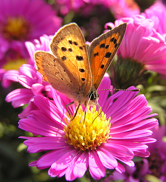 Kleiner Feuerfalter - Lycaena phlaeas