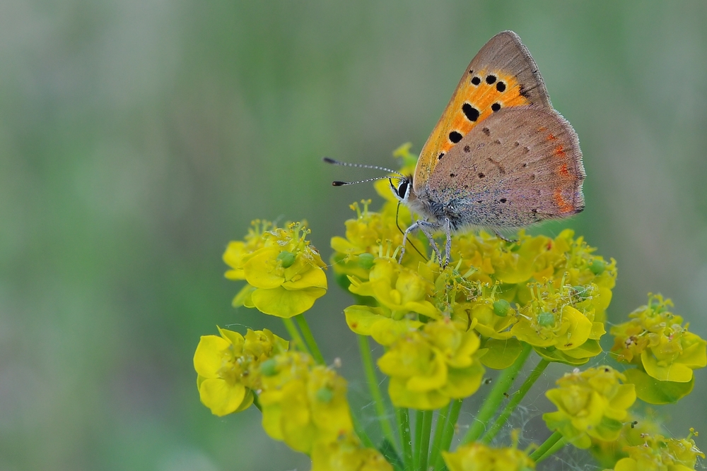 Kleiner Feuerfalter........., (Lycaena phlaeas)