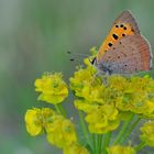 Kleiner Feuerfalter........., (Lycaena phlaeas)