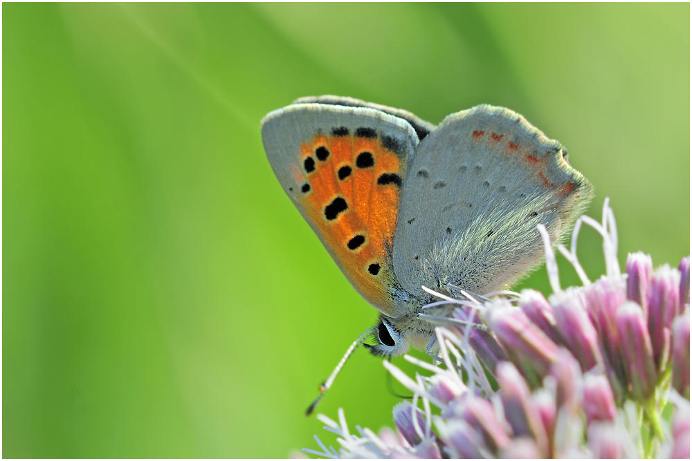 Kleiner Feuerfalter (Lycaena phlaeas)