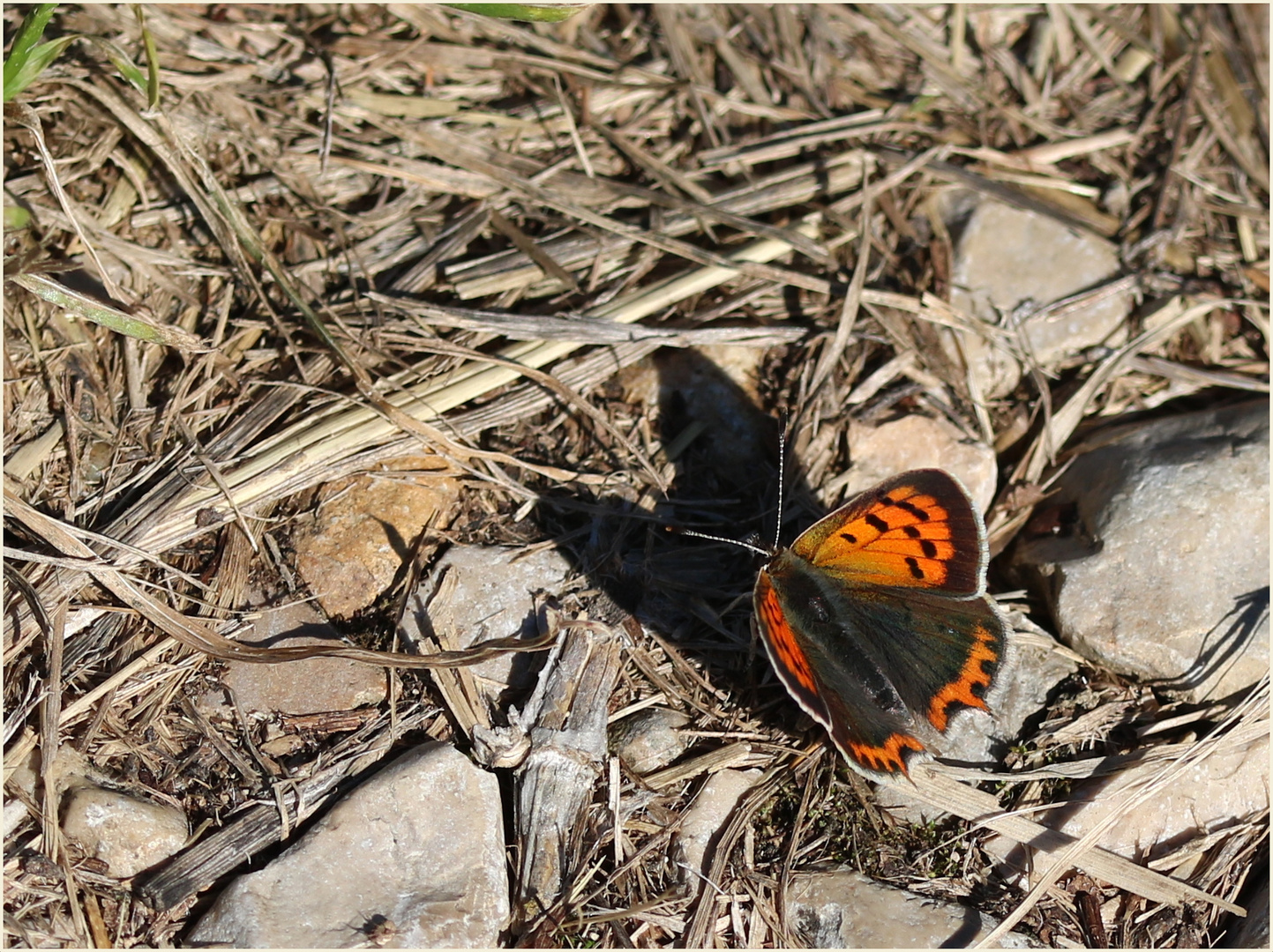 Kleiner Feuerfalter (Lycaena phlaeas).