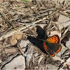 Kleiner Feuerfalter (Lycaena phlaeas).