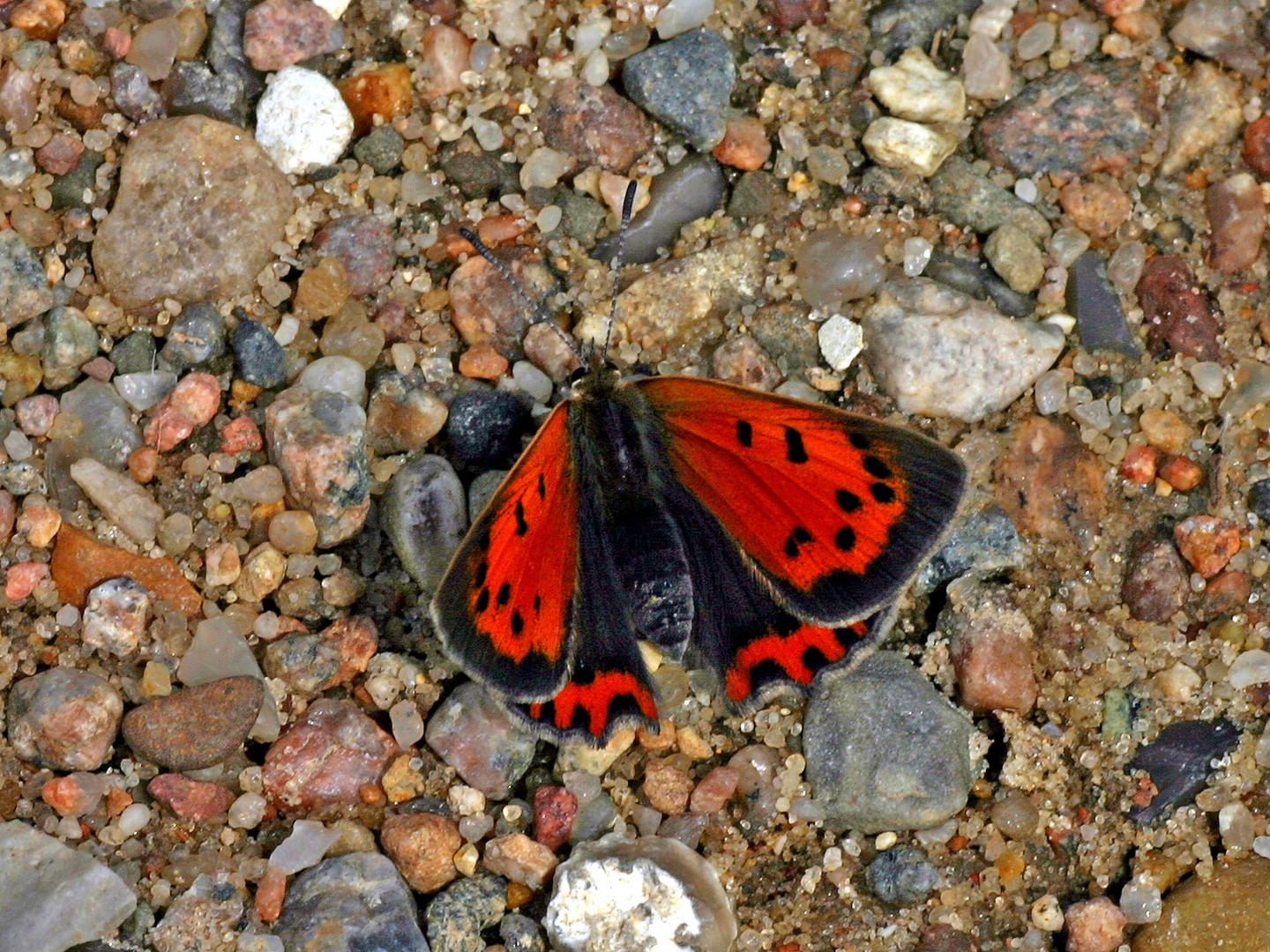 Kleiner Feuerfalter (Lycaena phlaeas)......