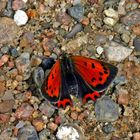 Kleiner Feuerfalter (Lycaena phlaeas)......