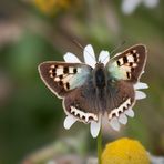 kleiner feuerfalter (Lycaena phlaeas) albinotische variante