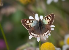 kleiner feuerfalter (Lycaena phlaeas) albinotische variante