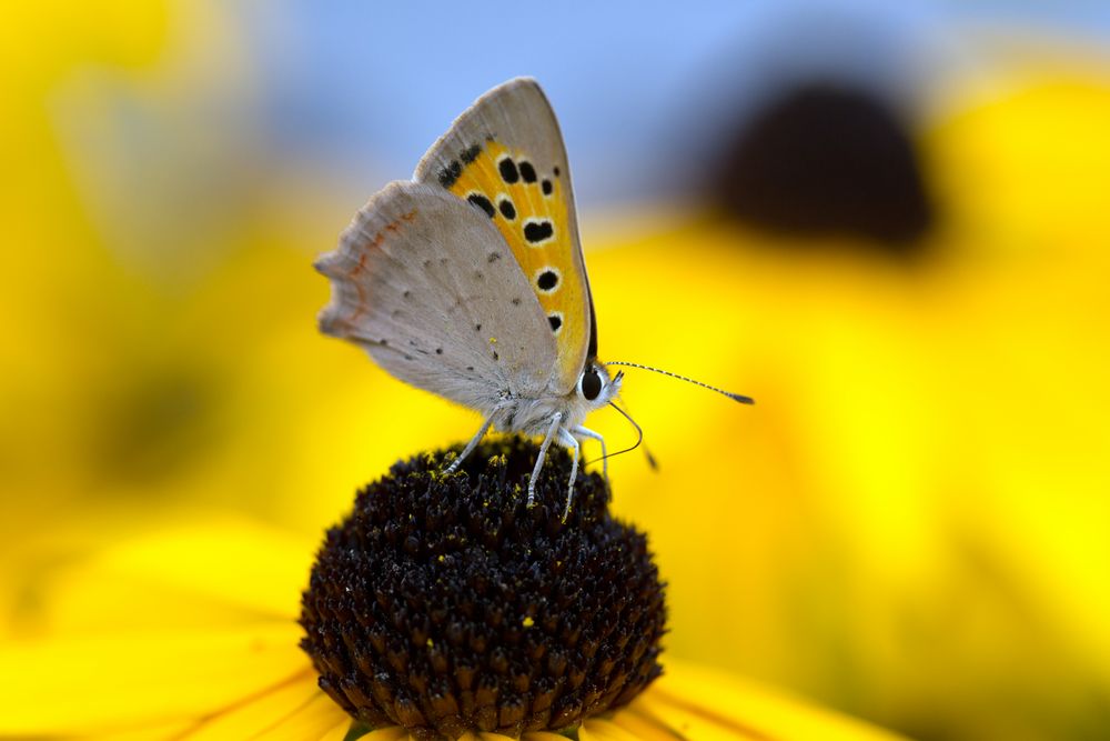 Kleiner Feuerfalter (Lycaena phlaeas) am Sonnenhut