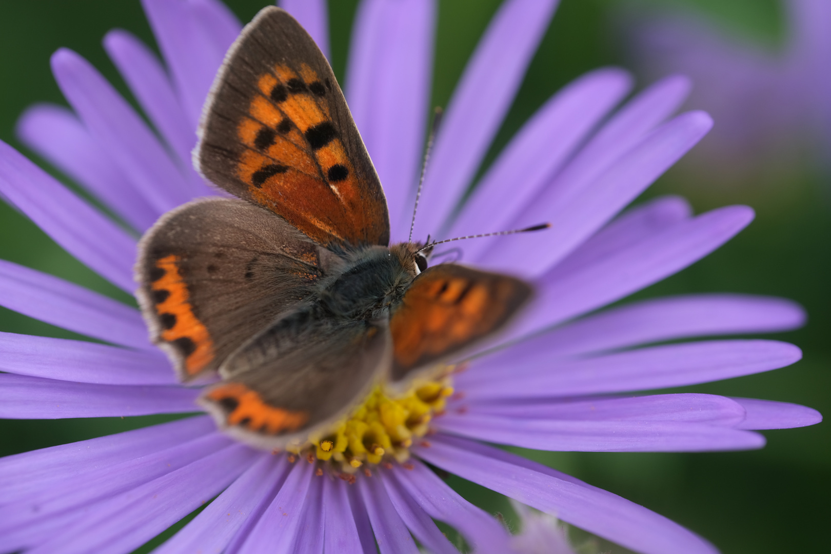 Kleiner Feuerfalter (Lycaena phlaeas) auf Alpenaster(Aster alpinus)