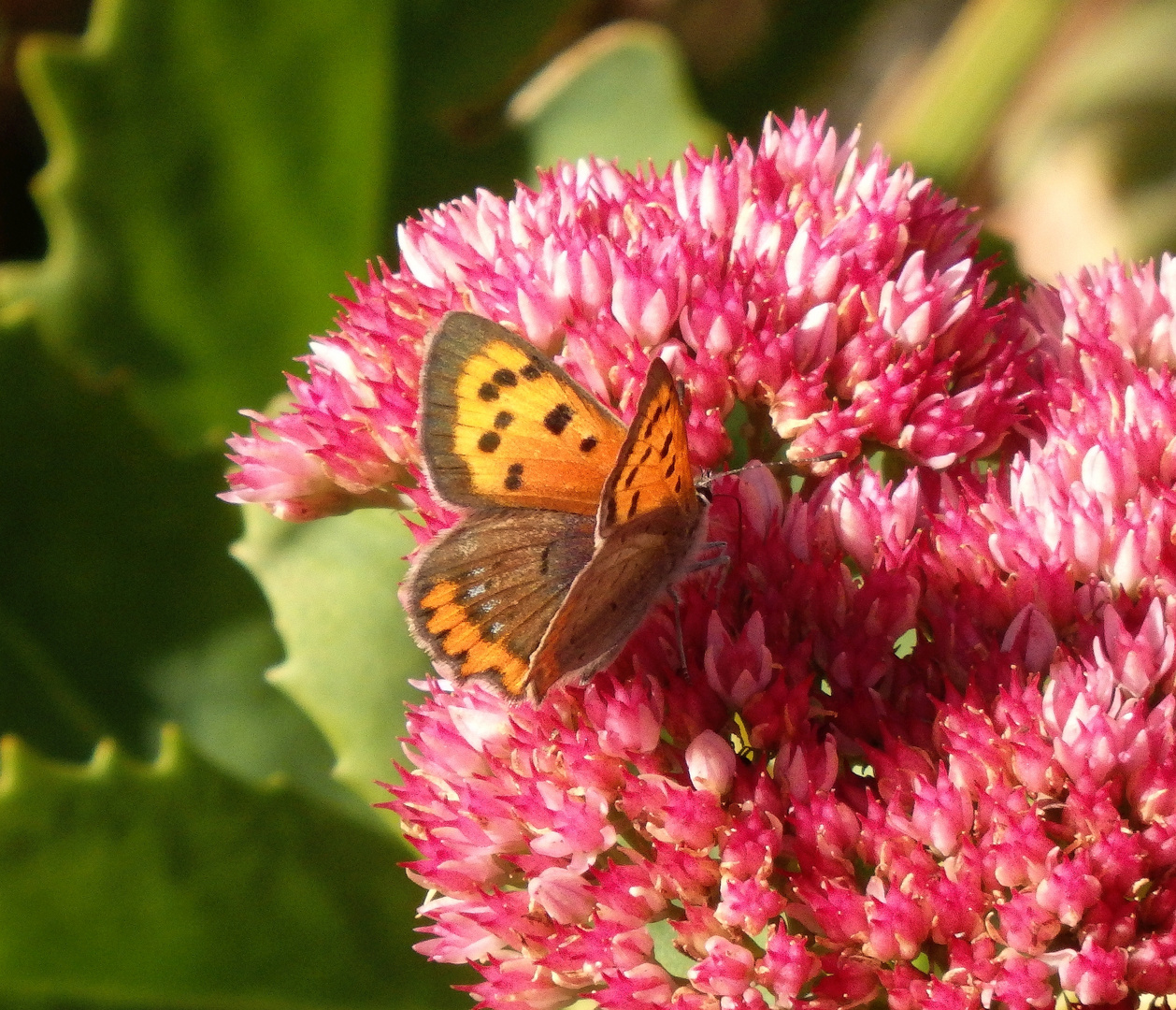 Kleiner Feuerfalter (Lycaena phlaeas) auf Fetthenne