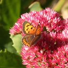 Kleiner Feuerfalter (Lycaena phlaeas) auf Fetthenne