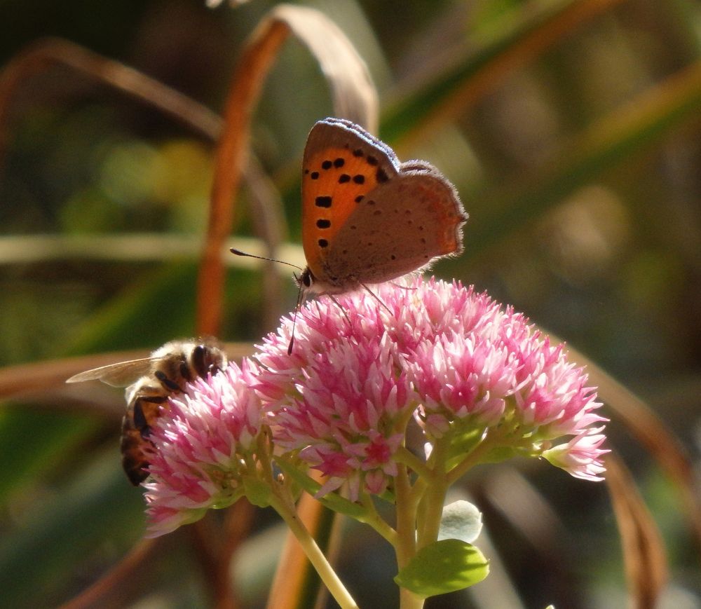 Kleiner Feuerfalter (Lycaena phlaeas) auf Fetthenne