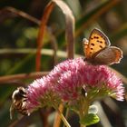 Kleiner Feuerfalter (Lycaena phlaeas) auf Fetthenne