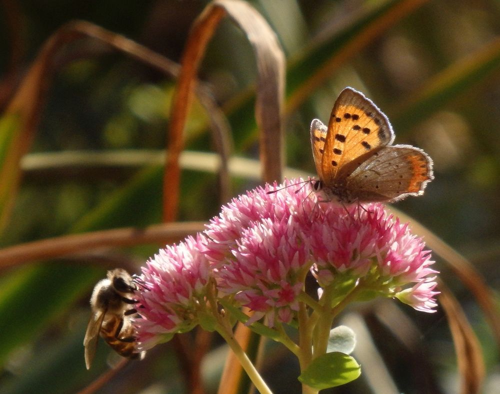 Kleiner Feuerfalter (Lycaena phlaeas) auf Fetthenne