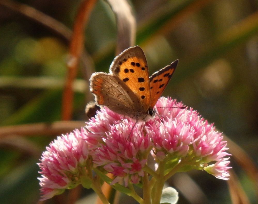 Kleiner Feuerfalter (Lycaena phlaeas) auf Fetthenne