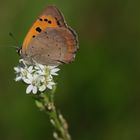 Kleiner Feuerfalter (Lycaena phlaeas) auf Gewöhnlicher Graukresse (Berteroa incana)