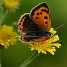 Kleiner Feuerfalter (Lycaena phlaeas)