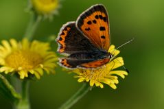 Kleiner Feuerfalter (Lycaena phlaeas)