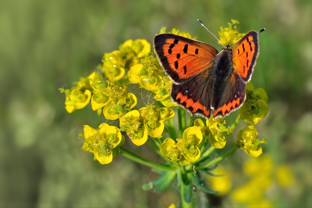 Kleiner Feuerfalter........., (Lycaena phlaeas)