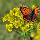 Kleiner Feuerfalter........., (Lycaena phlaeas)