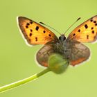 Kleiner Feuerfalter (Lycaena phlaeas)