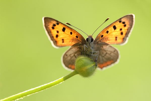 Kleiner Feuerfalter (Lycaena phlaeas)
