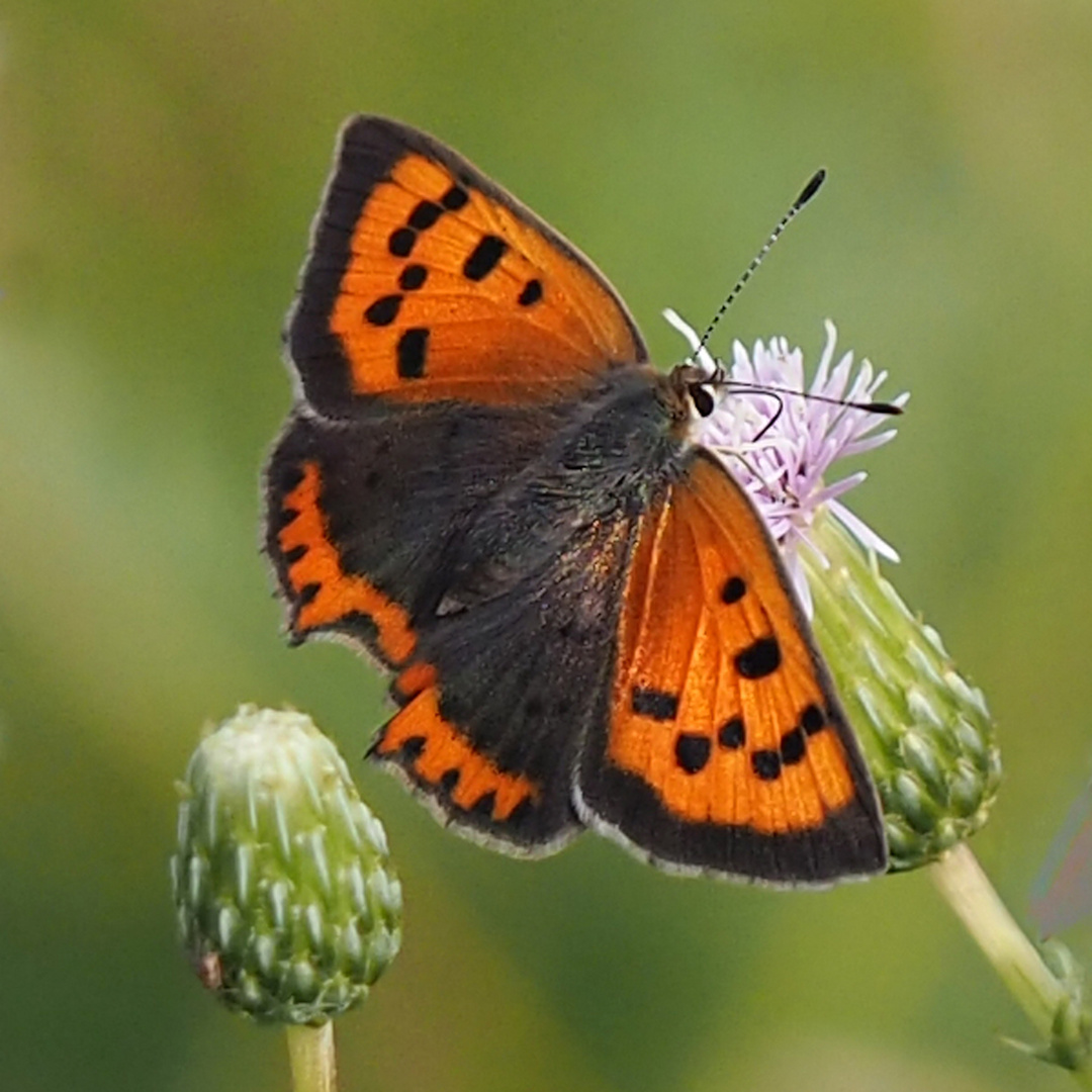 Kleiner Feuerfalter (Lycaena phlaeas)