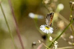 Kleiner Feuerfalter (Lycaena phlaeas)