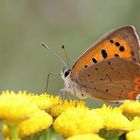  Kleiner Feuerfalter (Lycaena phlaeas)