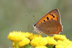  Kleiner Feuerfalter (Lycaena phlaeas)