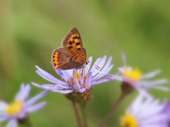 Kleiner Feuerfalter, (Lycaena phlaeas)