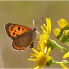 Kleiner Feuerfalter - Lycaena phlaeas