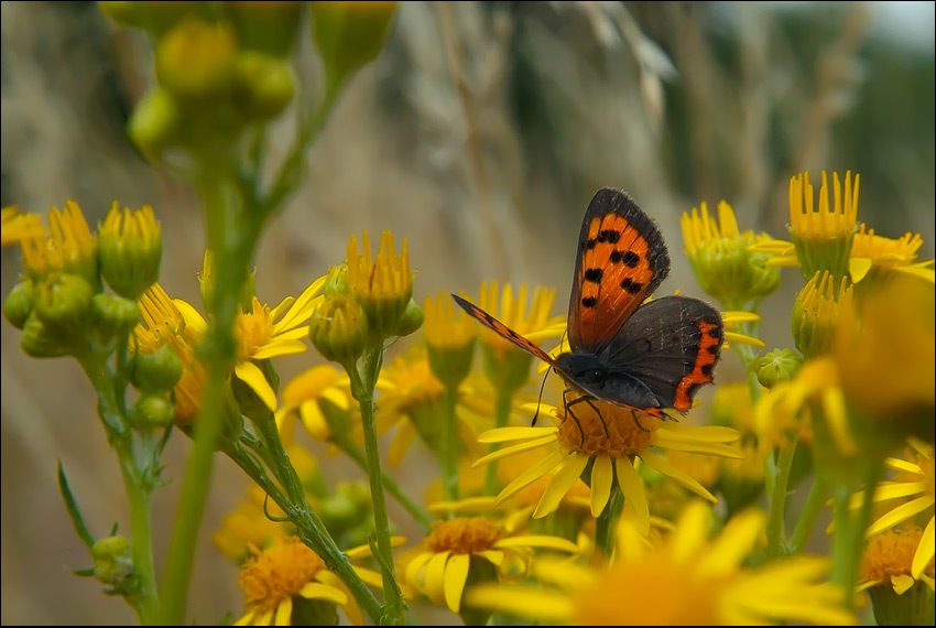 Kleiner Feuerfalter (Lycaena phlaeas)...