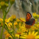 Kleiner Feuerfalter (Lycaena phlaeas)...