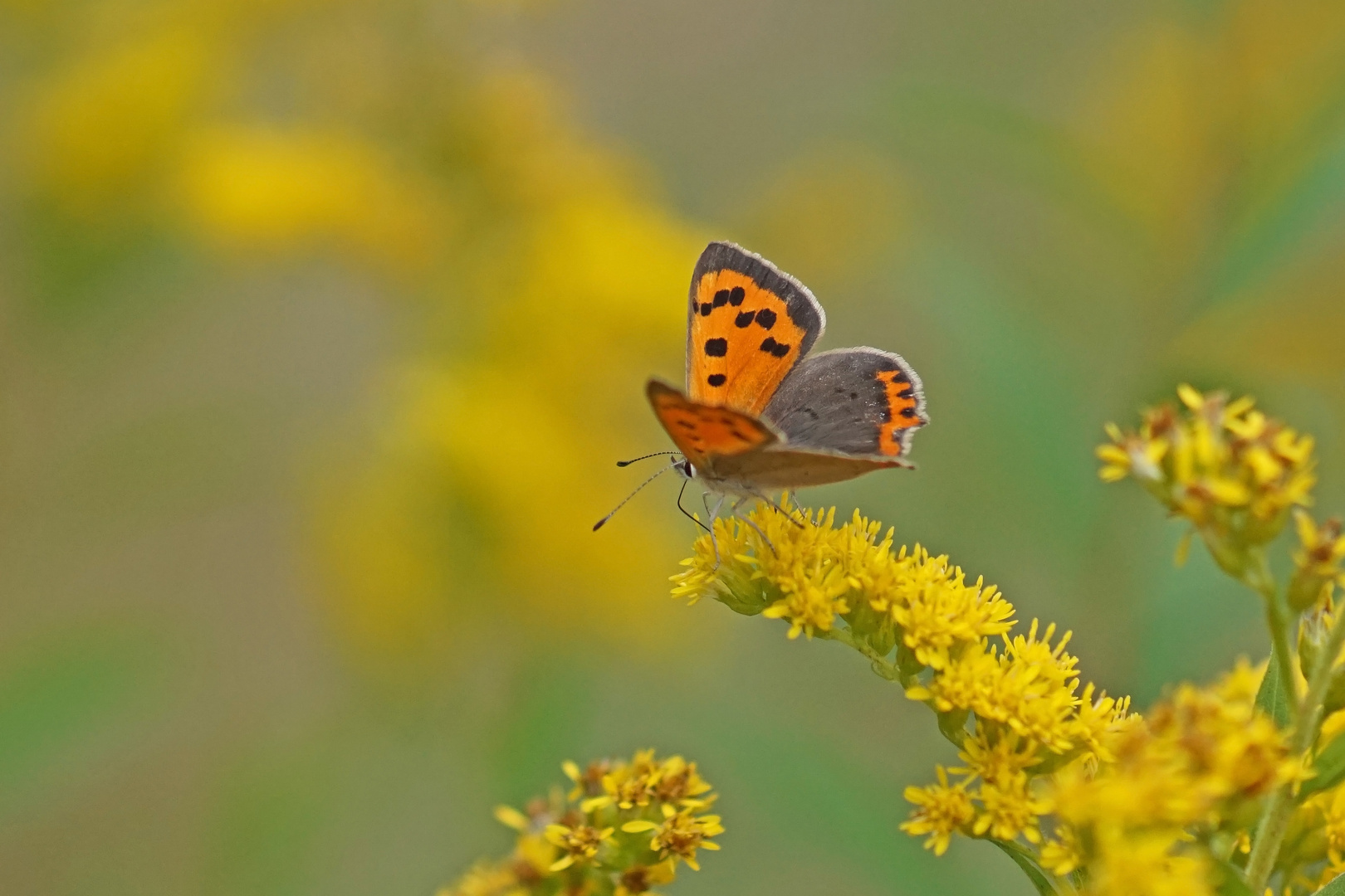 Kleiner Feuerfalter (Lycaena phlaeas)