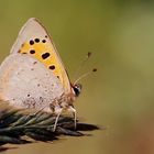 Kleiner Feuerfalter - Lycaena phlaeas