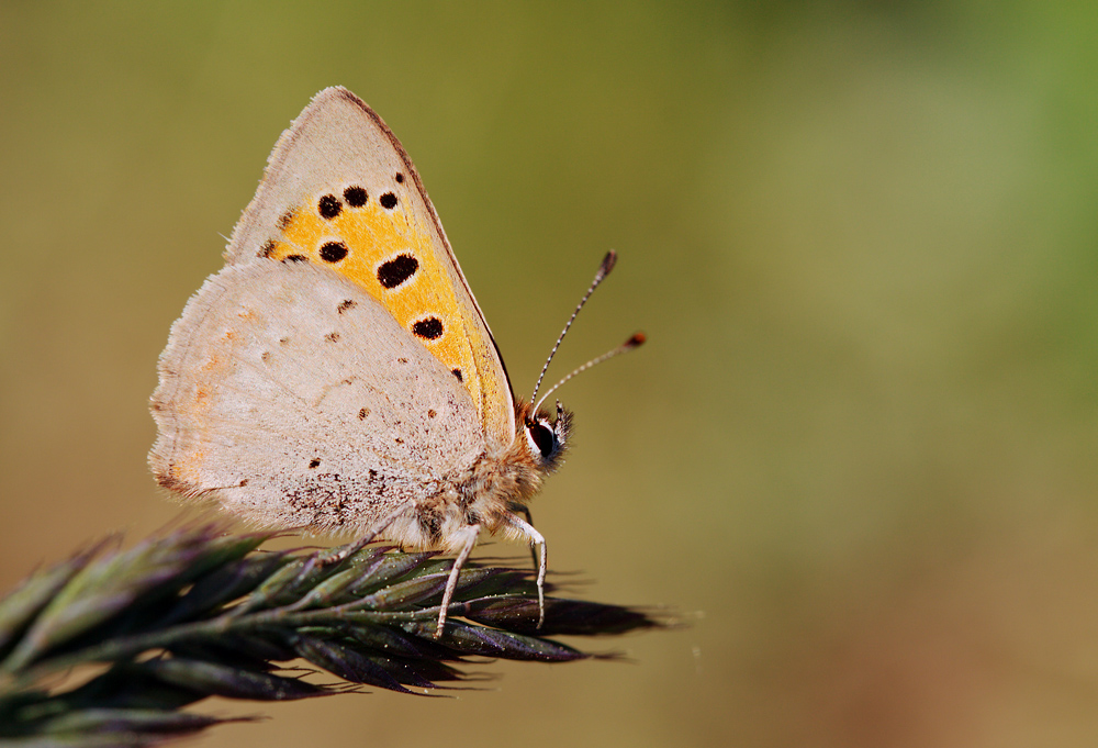 Kleiner Feuerfalter - Lycaena phlaeas