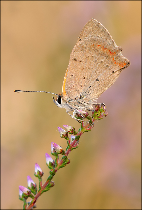 Kleiner Feuerfalter (Lycaena phlaeas)