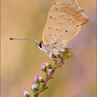 Kleiner Feuerfalter (Lycaena phlaeas)