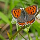 Kleiner Feuerfalter (Lycaena phlaeas)