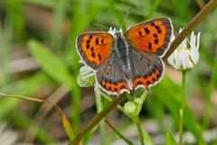 Kleiner Feuerfalter (Lycaena phlaeas)