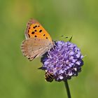 Kleiner Feuerfalter (Lycaena phlaeas)