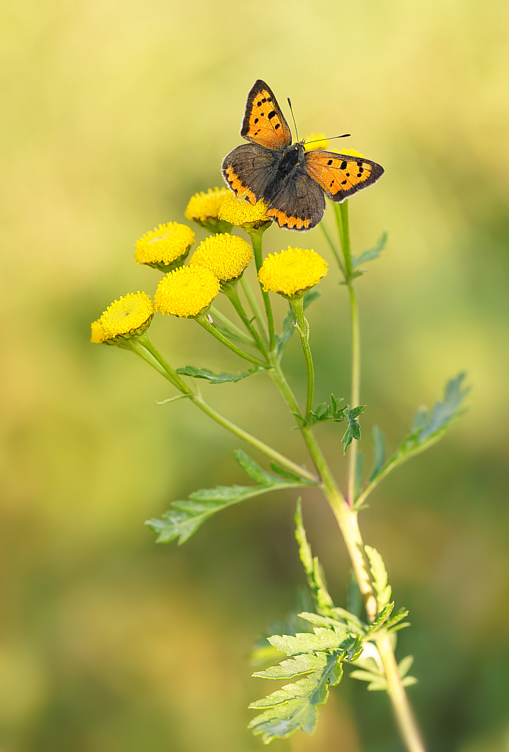 Kleiner Feuerfalter - Lycaena phlaeas